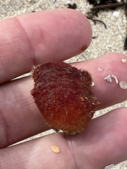 Porifera