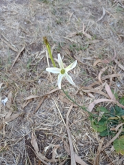 Angiospermae