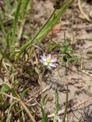 Spergularia marina