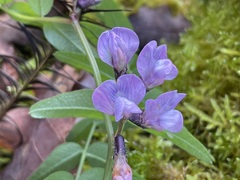 Vicia sepium