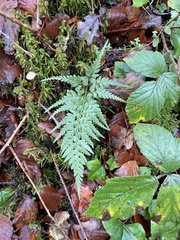Asplenium adiantum-nigrum
