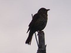 Turdus philomelos clarkei