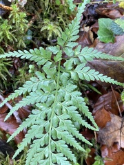 Asplenium adiantum-nigrum