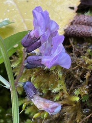 Vicia sepium