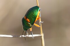 Lampromicra senator