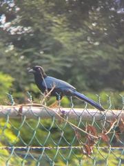Cyanocorax yucatanicus