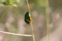 Lampromicra senator