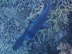 Plectorhinchus gibbosus