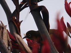 Zosterops lateralis lateralis