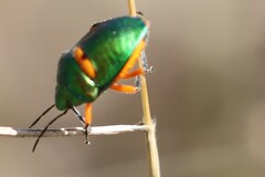 Lampromicra senator