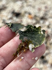 Udotea