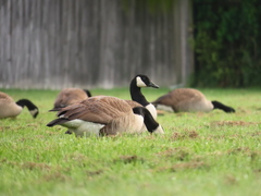 Branta canadensis maxima