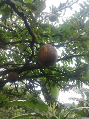 Crescentia cujete