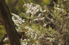 Leptospermum continentale