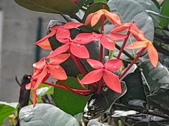 Ixora
