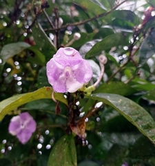 Brunfelsia