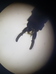 Trichocera