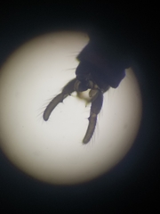 Trichocera