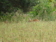 Oryctolagus cuniculus domesticus