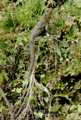 Ctenosaura similis