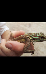 Agama