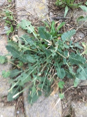 Medicago arabica