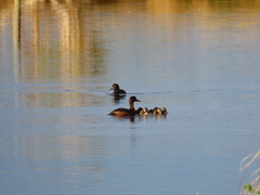 Aythya novaeseelandiae