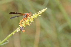 Belonogaster saussurei