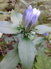 Gentiana villosa