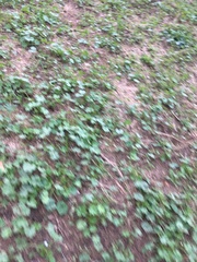 Medicago arabica
