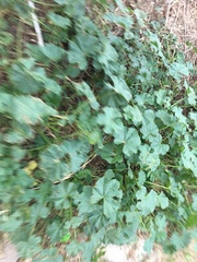 Medicago arabica