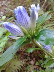 Gentiana villosa