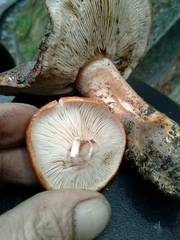 Tricholoma albobrunneum