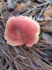 Xerocomellus bolinii