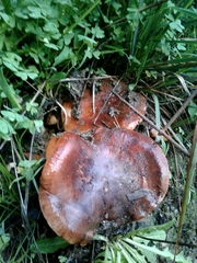 Tricholoma albobrunneum