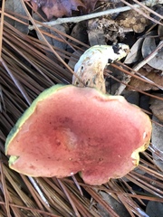 Xerocomellus bolinii