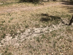 Philodryas psammophidea