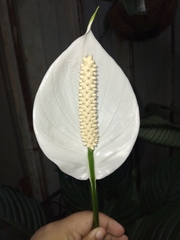 Spathiphylleae