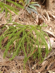 Selaginella uliginosa