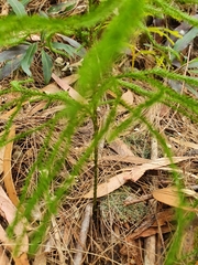 Selaginella uliginosa