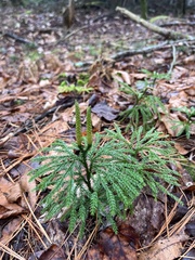 Dendrolycopodium
