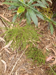 Selaginella uliginosa