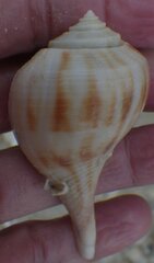 Fulguropsis spirata