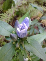 Gentiana villosa