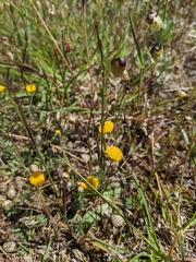 Leptorhynchos squamatus