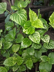 Fittonia albivenis