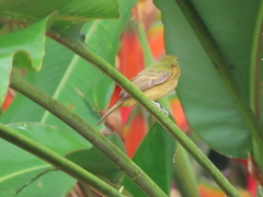 Mionectes oleagineus