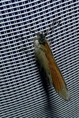 Coenonympha glycerion