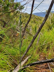 Calochilus paludosus