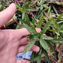 Alternanthera philoxeroides